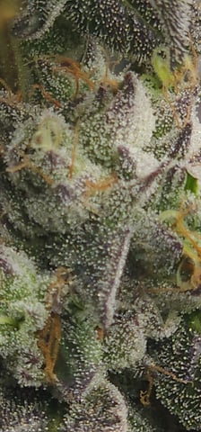 Found my Females... Game On! — flower, day 182