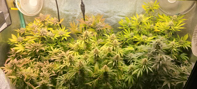 $chooners Grow — flower, day 31