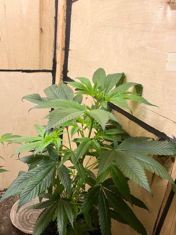 cherry pie clone  — flower, day 60