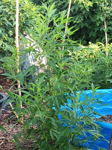 Integrity Garden  — vegetative, day 2