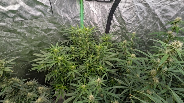 Strawberry Cheesecake Seedsman Seeds Autoflowers x2 — flower, day 57