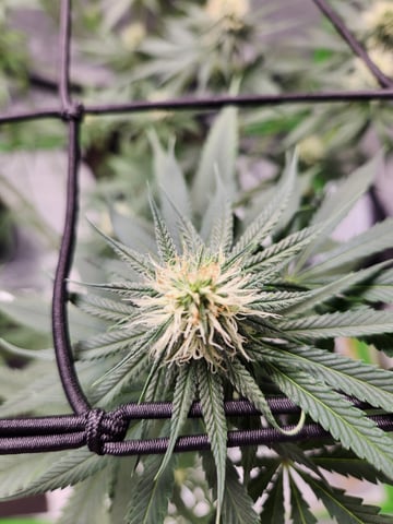 Blue — flower, day 1