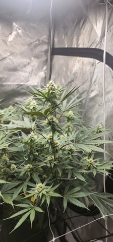 First clones (Dr nefario)  — flower, day 55