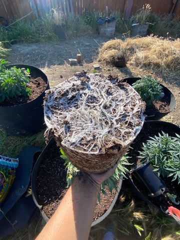 Solfire Gardens Grow