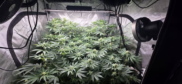 Maple Nectar  — flower, day 63