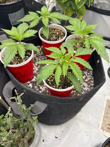 winter 25-26 — seedling_rooting, day 9