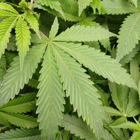 run #3 — vegetative, day 30