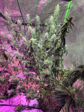 2025-26 — flower, day 82