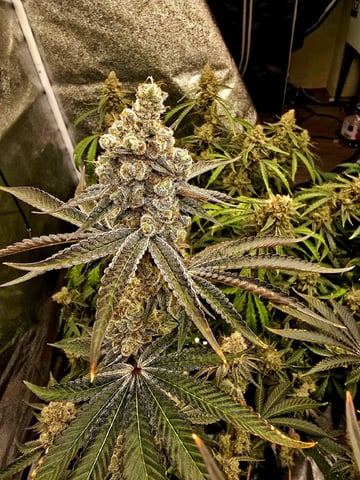 Hydroponic Photos — flower, day 81