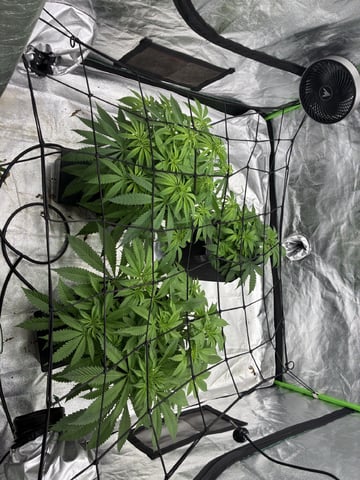 B.P, E.G, B.F, Chama! — flower, day 53
