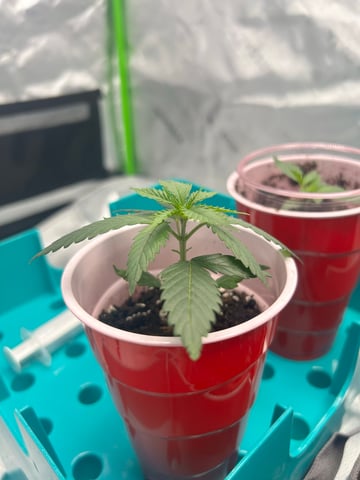 First Ever Grow GT — seedling_rooting, day 23