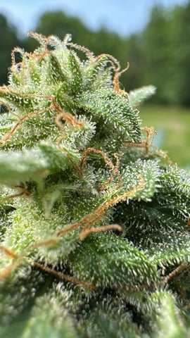 Quick One — flower, day 22