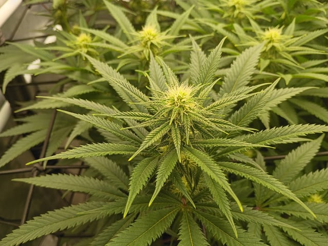 FastBuds Photo-Lemon Mandarin  — flower, day 104