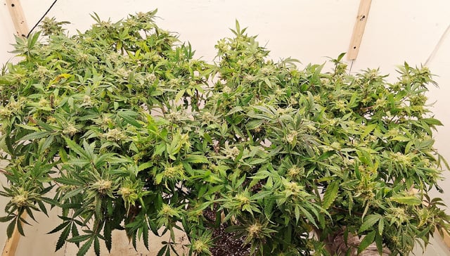 Blueberry Muffin  — harvest, day 7