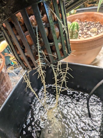 skunk auto — vegetative, day 13