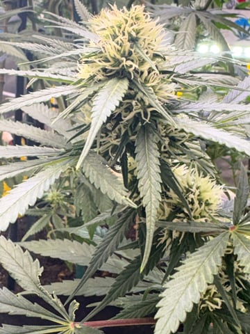 Grimm Glue by Brothers Grimm Genetics  — flower, day 78