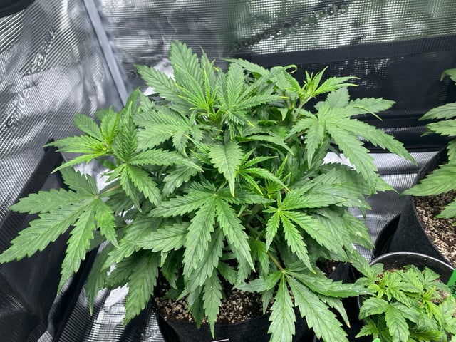 Auto Run #1 2025-2026 — vegetative, day 42