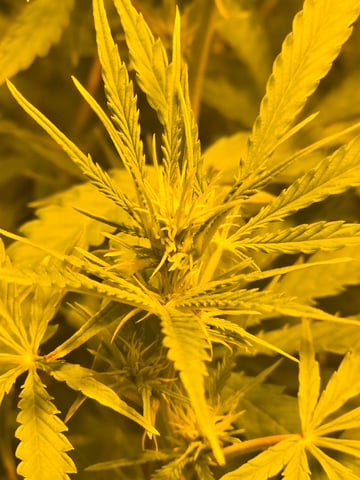 2nd Autoflower Indoor Grow — flower, day 55