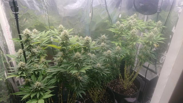 Closet grow  — flower, day 64