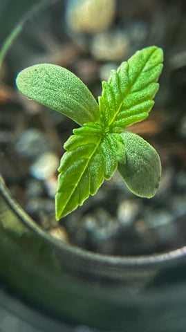 Cabana do Gato — seedling_rooting, day 10