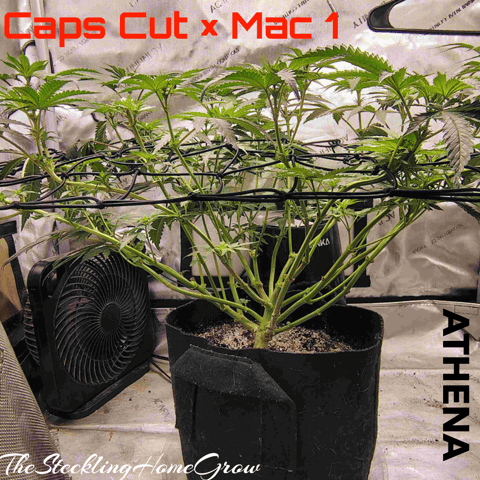 Athena Run  — flower, day 58