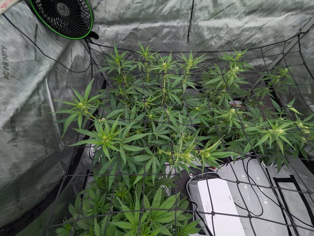 Grow #4 — vegetative, day 40