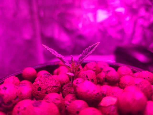 Sour Diesel (started Aug 30th 2025) — vegetative, day 10