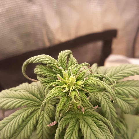 Moving On — vegetative, day 11