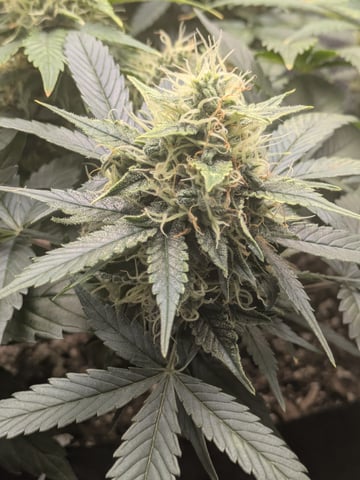 OG III — auto, day 55