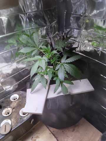 Queen Royal Autoflower 