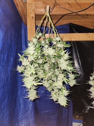 Fat Matt's 1st grow — harvest, day 37
