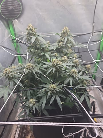 Critical Kush — flower, day 125