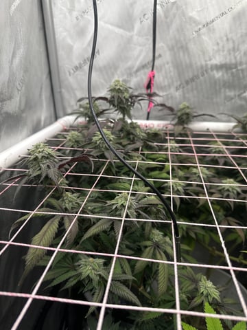 Grow#2 — flower, day 74