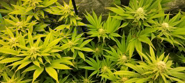 $chooners Grow — flower, day 16