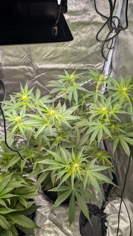 Grow 1 — vegetative, day 41