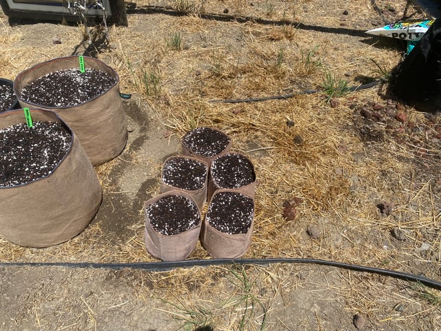 Auto Grow #3 2026 — grow_setup, day 2