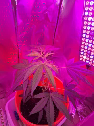 first grow  — vegetative, day 33