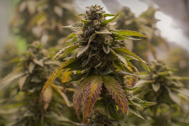 b45 and White widow  — flower, day 6