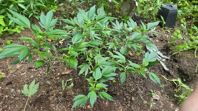 My First Grow — none, day 2
