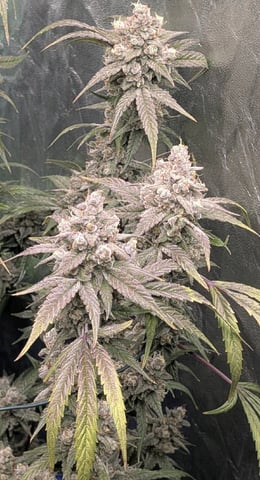 Mixed Grow — flower, day 96