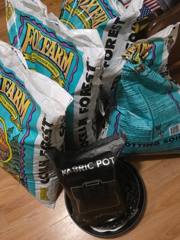 Blue Dream Clones — vegetative, day 31