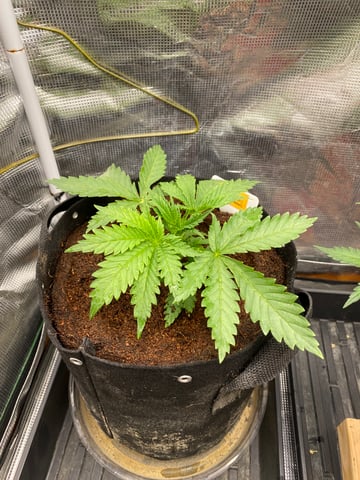 blackberry marshmallows  — vegetative, day 19