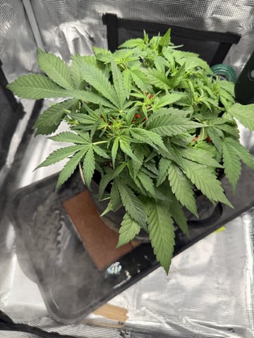 Gorilla Cookies 2nd Try