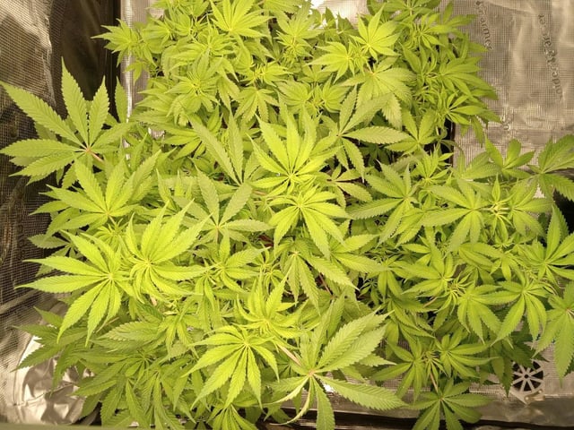 critical purple kush x peyote wifi  in the auto pot system tray 2 grow with added microhazian to the coco coir  — flower, day 57