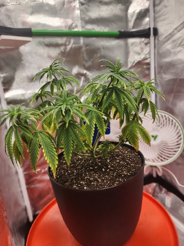 HE1E we GROW  — vegetative, day 70