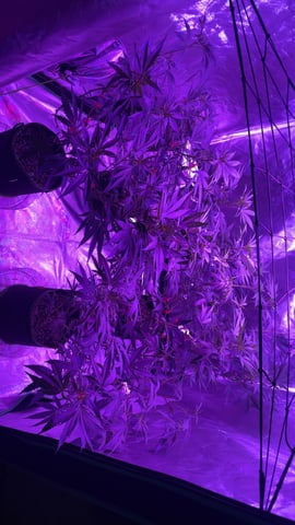 blueberry cupcake  — flower, day 74