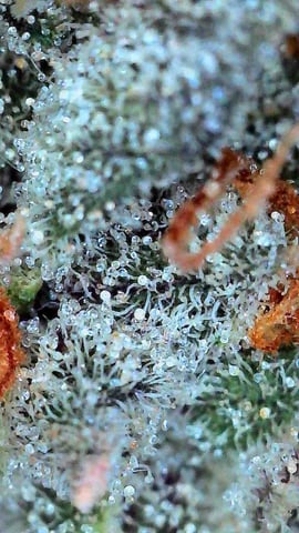 Auto Run #1 2025-2026 — harvest, day 105