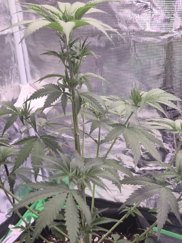 I'll get it right — flower, day 96