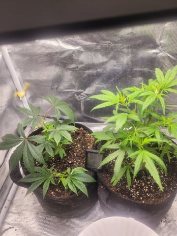 2 Week Old Babies — vegetative, day 2