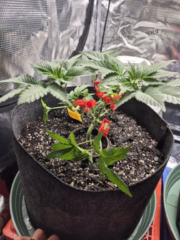 Grow 1 2026 Dream Widow — vegetative, day 42